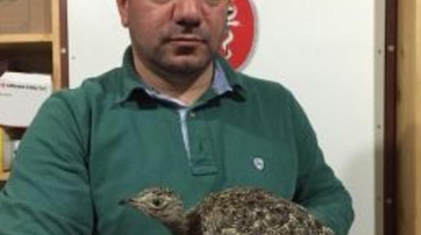 Ordu&rsquo;da &lsquo;mezgeldek&rsquo; Heyecanı