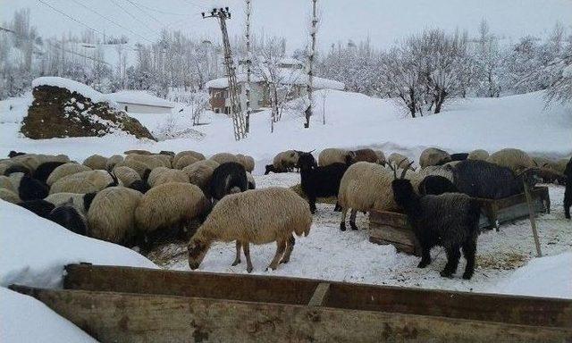 Kar Yağışı Çiftçilere Zor Anlar Yaşadı