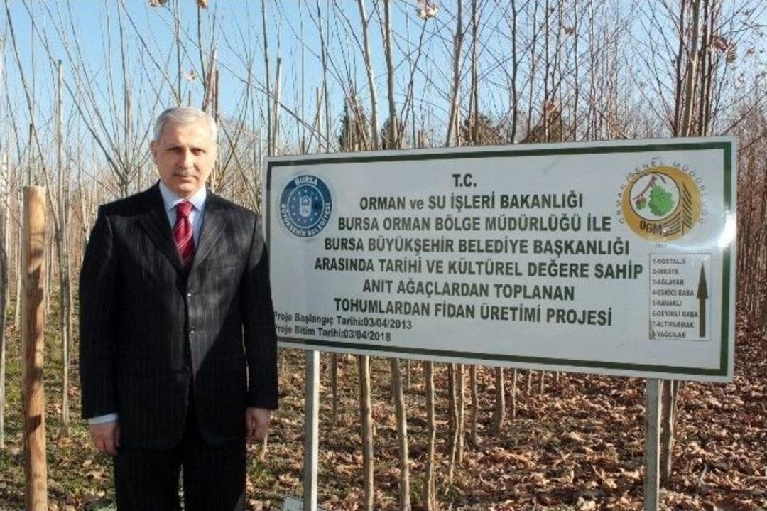 (&ouml;zel Haber) Osmanlı&rsquo;ya Şahitlik Eden &Ccedil;ınarlar Yeniden Doğuyor