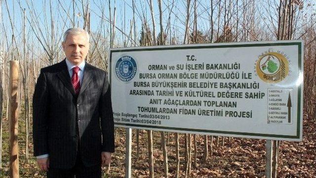 (özel Haber) Osmanlı’ya Şahitlik Eden Çınarlar Yeniden Doğuyor