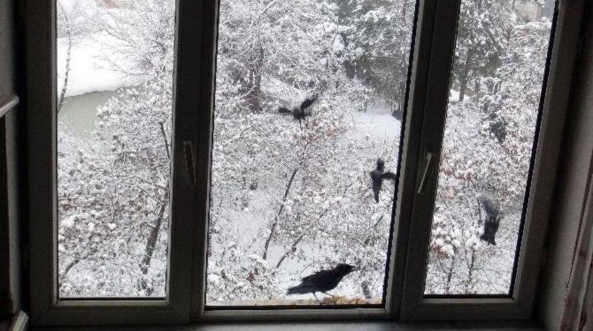 A&ccedil; Kalan Kargaları Pilavla Besliyor