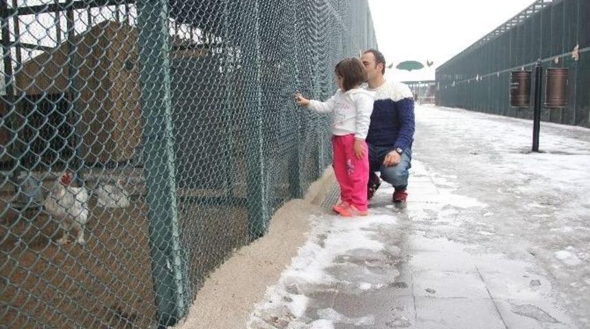 Anadolu Harikalar Diyarı Hayvanat Bah&ccedil;esini 2015 Yılında 500 Bin Kişi Ziyaret Etti