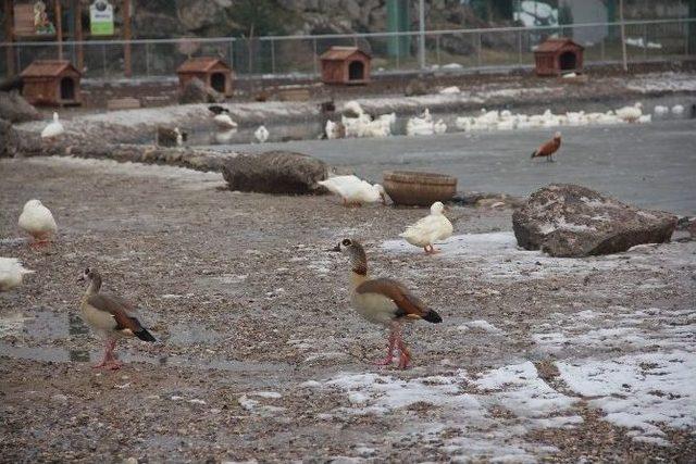 Anadolu Harikalar Diyarı Hayvanat Bahçesini 2015 Yılında 500 Bin Kişi Ziyaret Etti