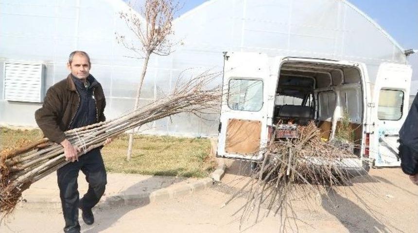 Şahinbey&rsquo;den Vatandaşlara 100 Bin Fidan