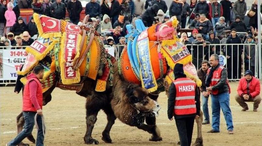 Yörük Kültür Şenliğinde Deve Güreşleri Nefesleri Kesti
