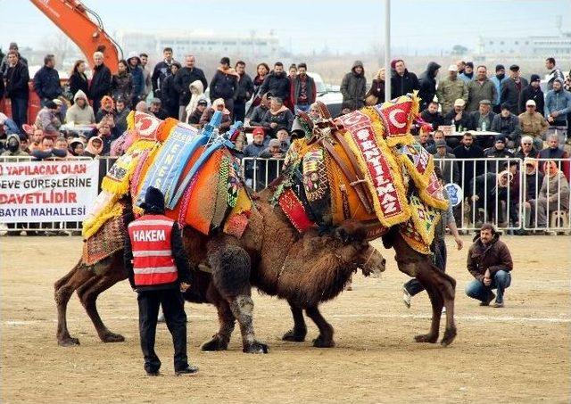 Yörük Kültür Şenliğinde Deve Güreşleri Nefesleri Kesti