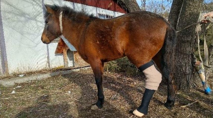 &ldquo;papi&rdquo; Hayata Protez Bacak İle Tutundu