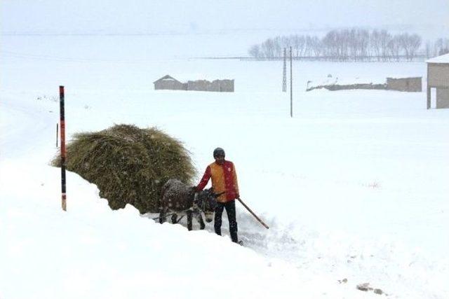 Kar Yağışı Hayvan Besicileri İçin Çile Oldu