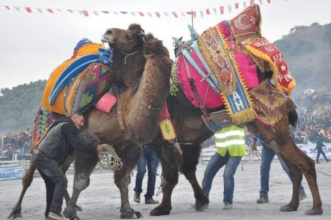 Pehlivan Develer Germencik Arenasında Nefesleri Kesti