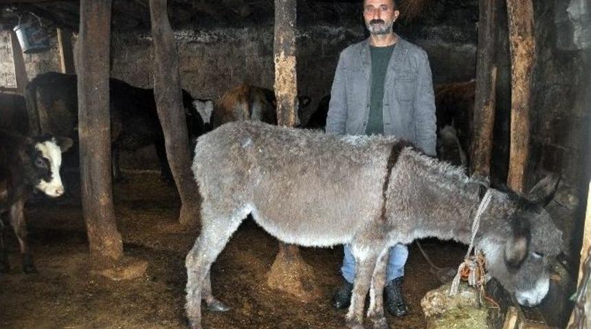 Donmak &Uuml;zere Olan Eşeğe Sahip &Ccedil;ıktı