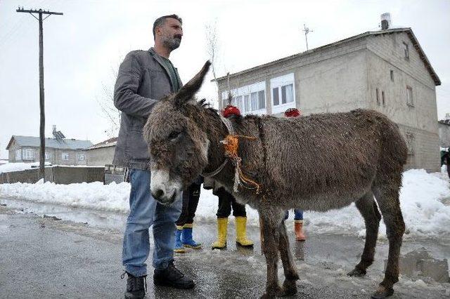 Donmak Üzere Olan Eşeğe Sahip Çıktı