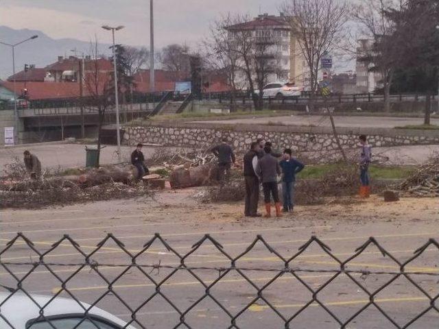 Bursa’da Çınar Ağaçları Kesildi...