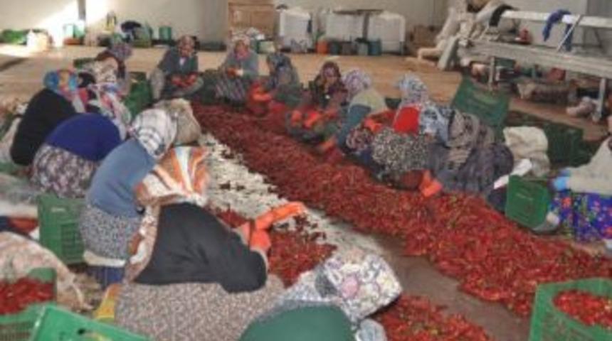 Hollanda’nın Salçası Kulaca’dan