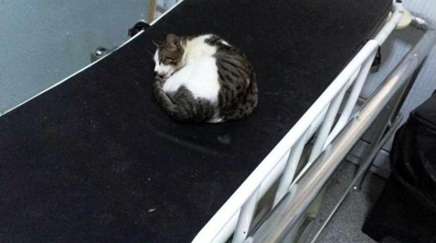 Acil Servis Sedyesinde Uyuyan Kedi