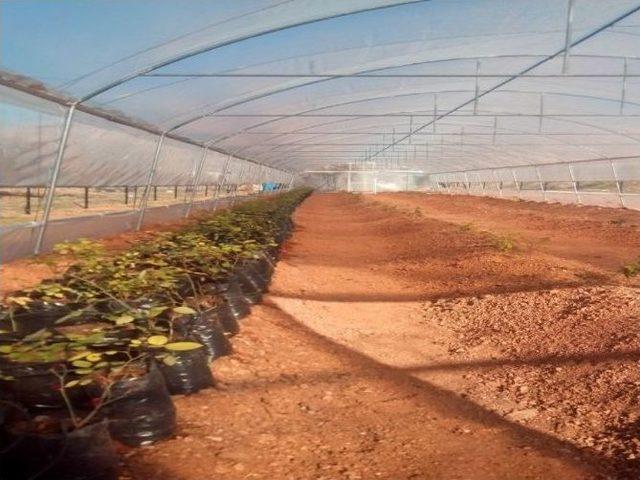 Halfeti’de ’sakin Şehirde Karagüller Açıyor’ Projesi Hayata Geçirildi 1