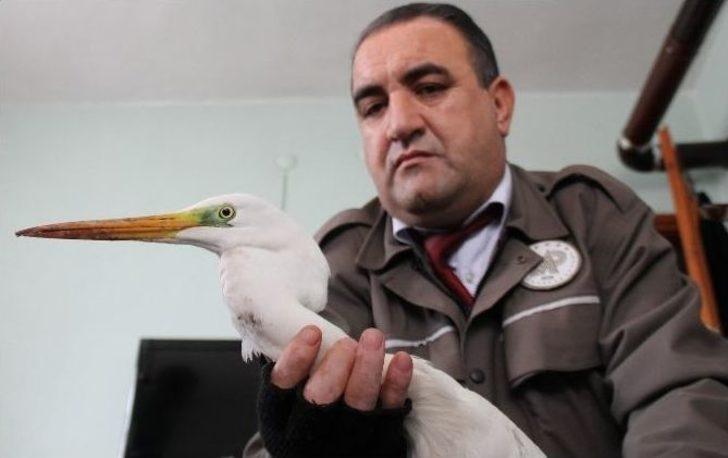 Yaralı Akbalıkçıl Tedavi Altına Alındı G1