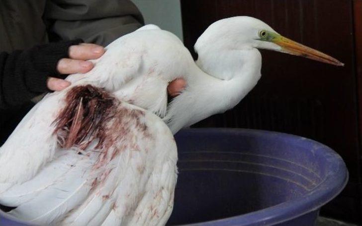 Yaralı Akbalıkçıl Tedavi Altına Alındı G3