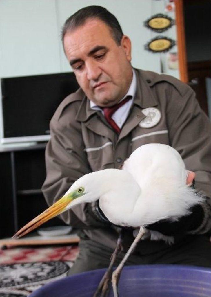 Yaralı Akbalıkçıl Tedavi Altına Alındı G4