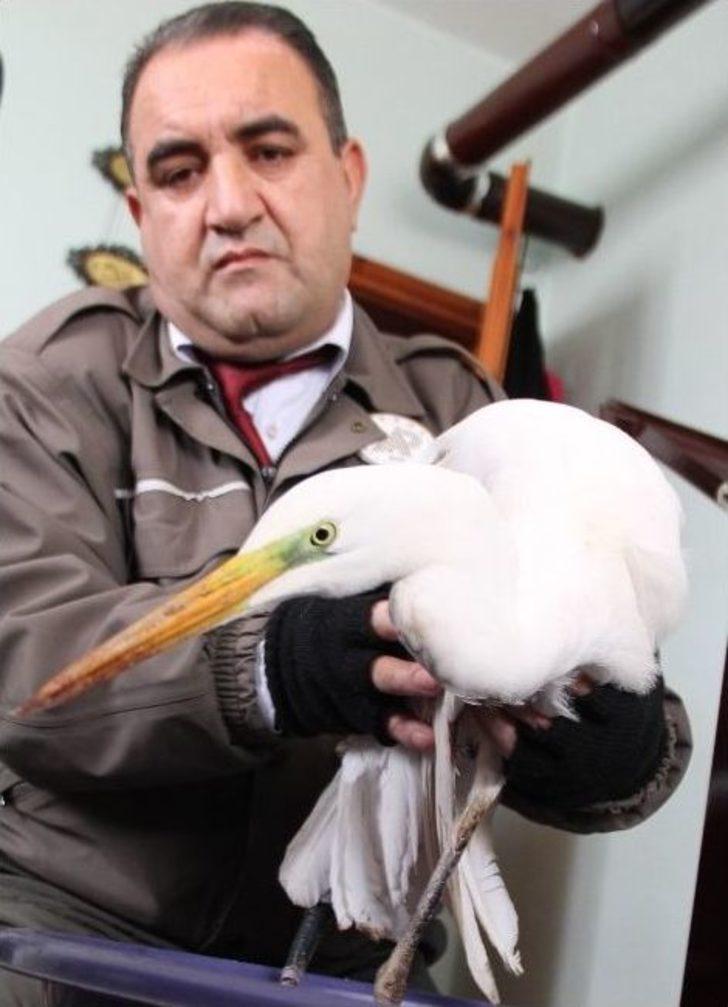 Yaralı Akbalıkçıl Tedavi Altına Alındı G5