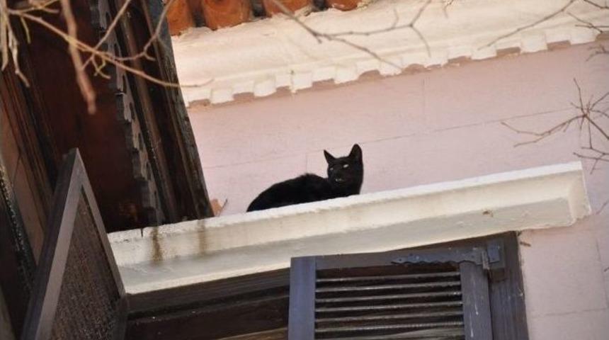 Kedi İ&ccedil;in Seferber Olundu