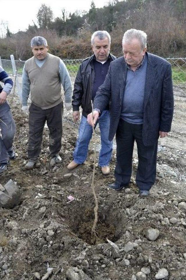 20 Dönümlük Çöplük, Çilek Bahçesi Olacak