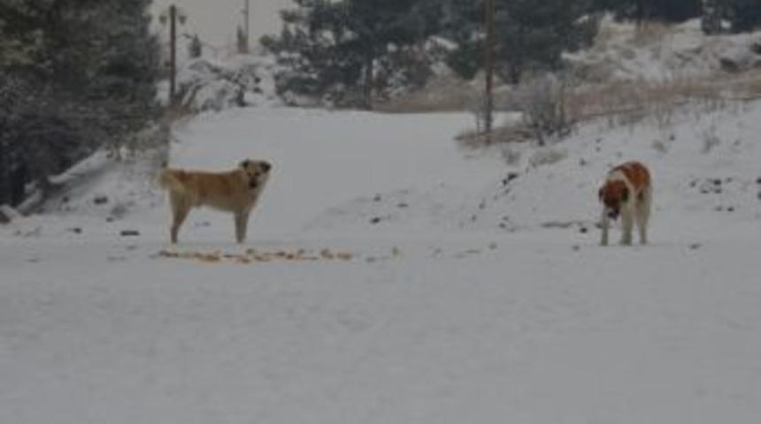 2015&rsquo;te Bin 757 Başıboş Sokak Hayvanı Toplandı