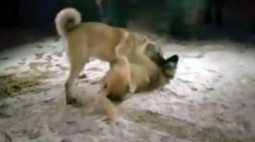 Erzurum&rsquo;da K&ouml;pek D&ouml;v&uuml;ş&uuml; Vahşeti