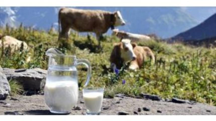 Ticari S&uuml;t İşletmelerince Kasım Ayında 676 Bin 704 Ton İnek S&uuml;t&uuml; Toplandı