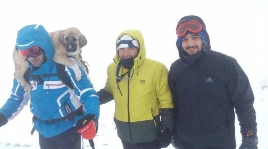 Donmak &Uuml;zere Olan K&ouml;pekleri Hayata Bağladılar...