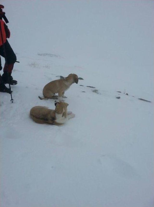 Donmak Üzere Olan Köpekleri Hayata Bağladılar...