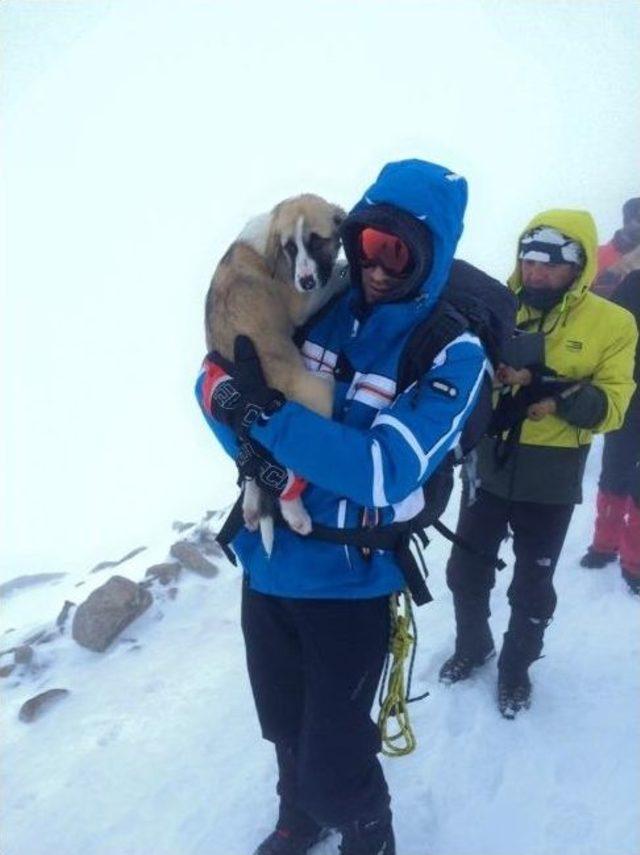 Donmak Üzere Olan Köpekleri Hayata Bağladılar...