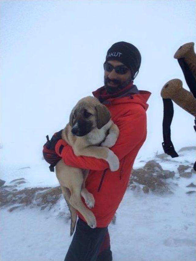 Donmak Üzere Olan Köpekleri Hayata Bağladılar...