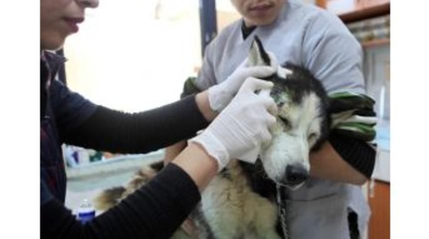 Antalya B&uuml;y&uuml;kşehir Belediyesi 4 Bin Sokak Hayvanını Tedavi Etti