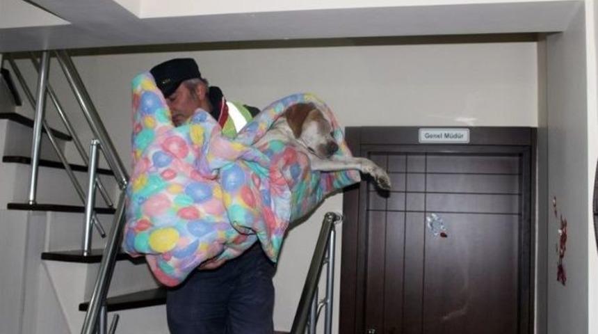 Hasta K&ouml;pek Tedavisi İ&ccedil;in İstanbul&rsquo;a G&ouml;t&uuml;r&uuml;ld&uuml;