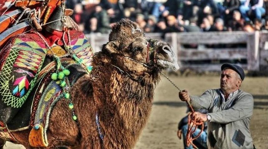Şap Hastalığı Sel&ccedil;uk İl&ccedil;esindeki Deve G&uuml;reşlerini Etkilemedi