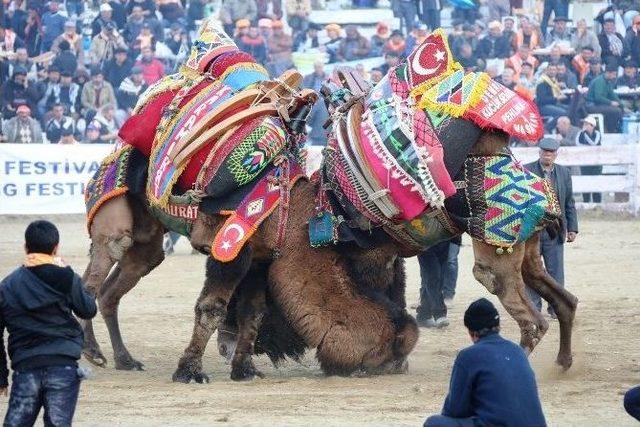 Şap Hastalığı Selçuk İlçesindeki Deve Güreşlerini Etkilemedi