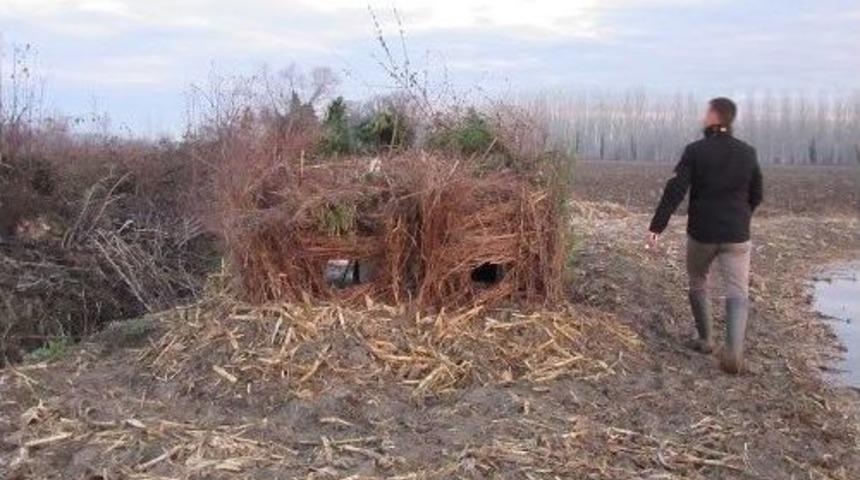 G&uuml;me Avcılığına Ge&ccedil;it Verilmedi