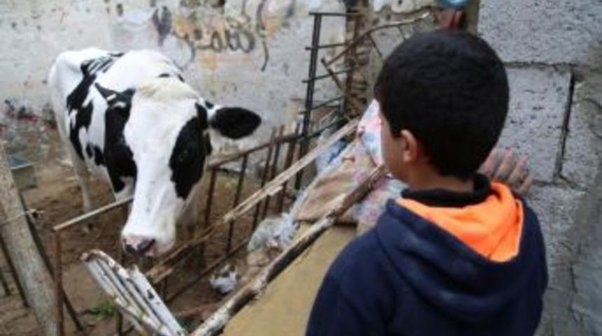 Tika&rsquo;dan Gazzeli Yetim Ailelerine B&uuml;y&uuml;kbaş Hayvan Desteği