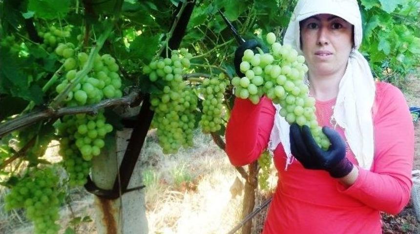 &Uuml;z&uuml;mdeki İhracat Y&uuml;zde 56 D&uuml;şt&uuml;