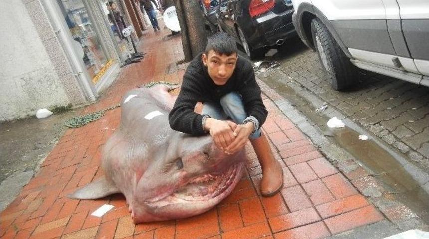 Dev Jawslar Ağlara Takıldı