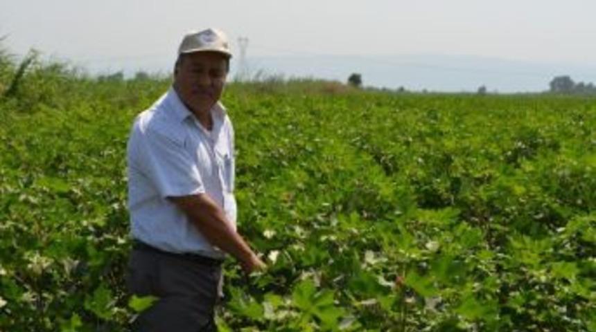 Kocabaş; “pamuk Üretiminde Yeni Politikalara İhtiyaç Var”