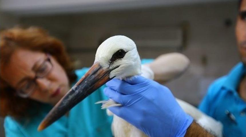Denizli&rsquo;deki Sokak Hayvanları Kliniği Binlerce Sokak Hayvanını Tedavi Etti