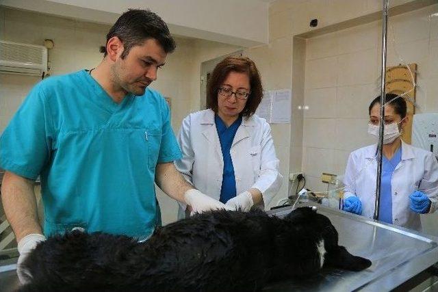Denizli&rsquo;deki Sokak Hayvanları Kliniği Binlerce Sokak Hayvanını Tedavi Etti 1