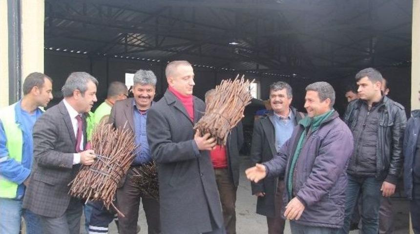 Mut Belediyesi &Ccedil;ift&ccedil;iye 70 Bin Asma Anacı Fidanı Dağıttı