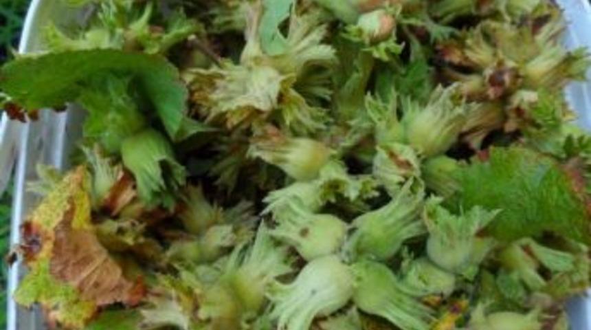 Fındık &Uuml;reticilerine Dekar Başına 170 Tl