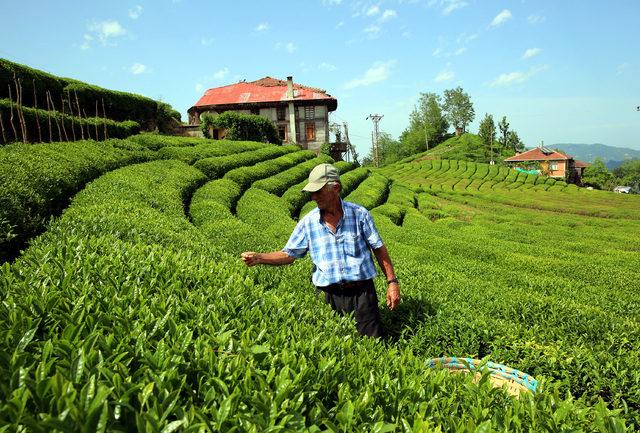 830 kilo üretilen beyaz çay, kilosu 4 bin liradan satışa çıktı