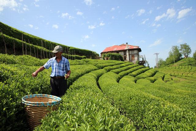 830 kilo üretilen beyaz çay, kilosu 4 bin liradan satışa çıktı