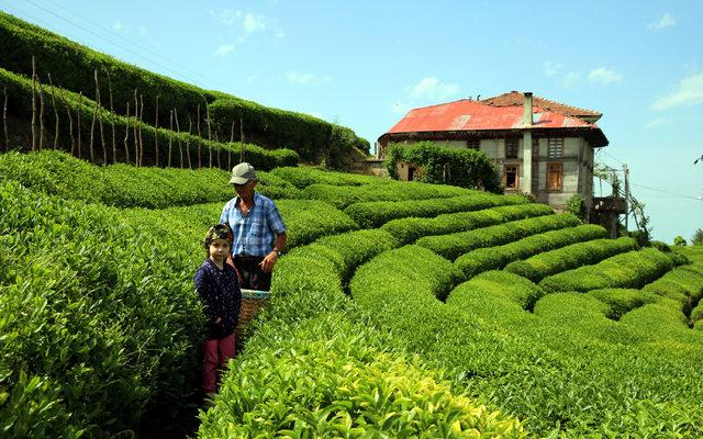 830 kilo üretilen beyaz çay, kilosu 4 bin liradan satışa çıktı