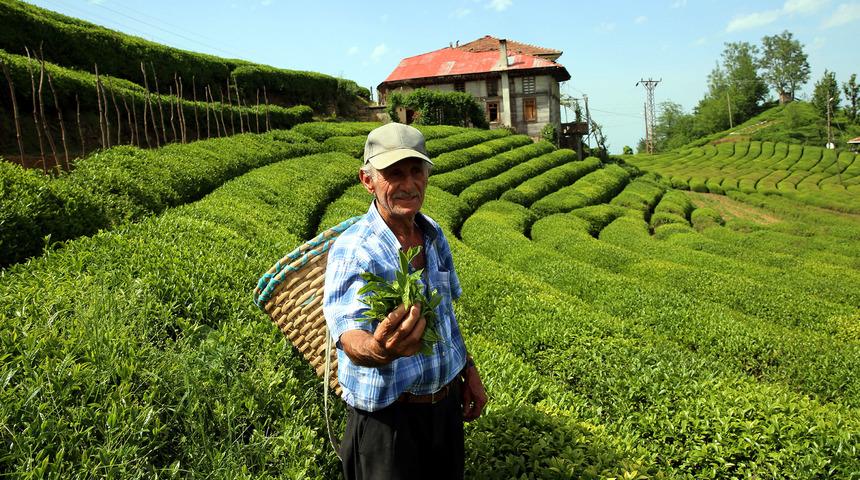 830 kilo üretilen beyaz çay, kilosu 4 bin liradan satışa çıktı