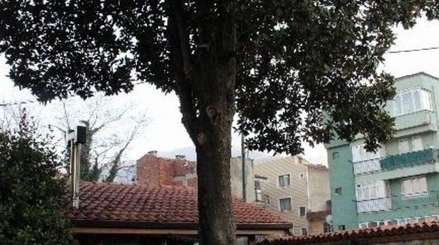 (özel Haber) Zeki Müren Manolya Şarkısını Bu Ağaçtan İlham Alarak Besteledi